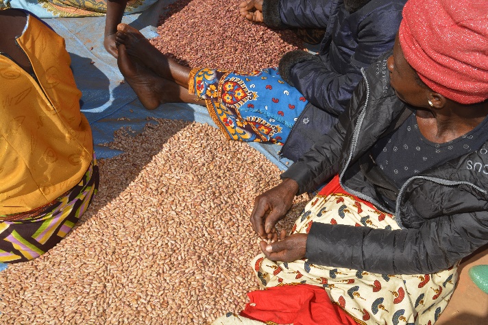 Women grading and sorting beans